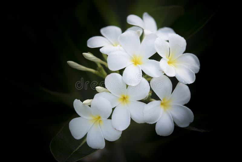 Plumeria or frangipani flower vintage tone on tree