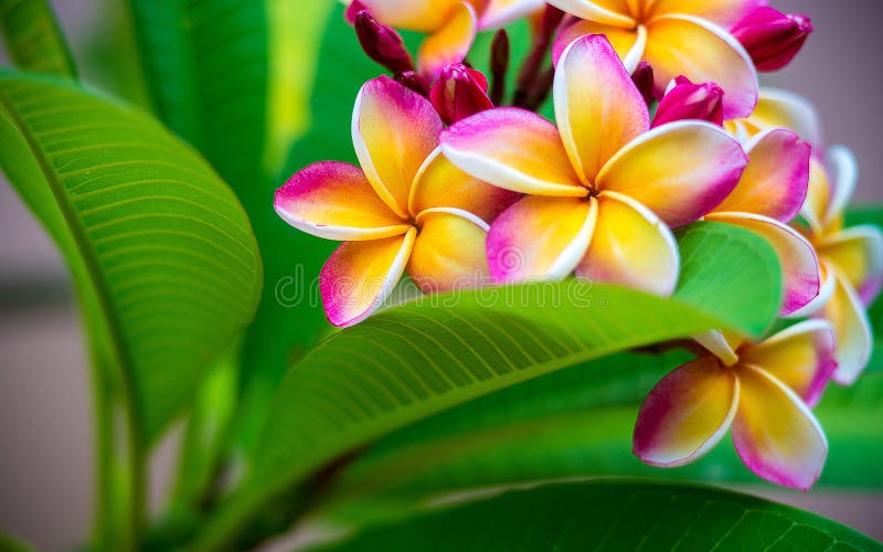 Plumeria kwiat zdjęcia stock Plumeria kwiat zdjęcia stock