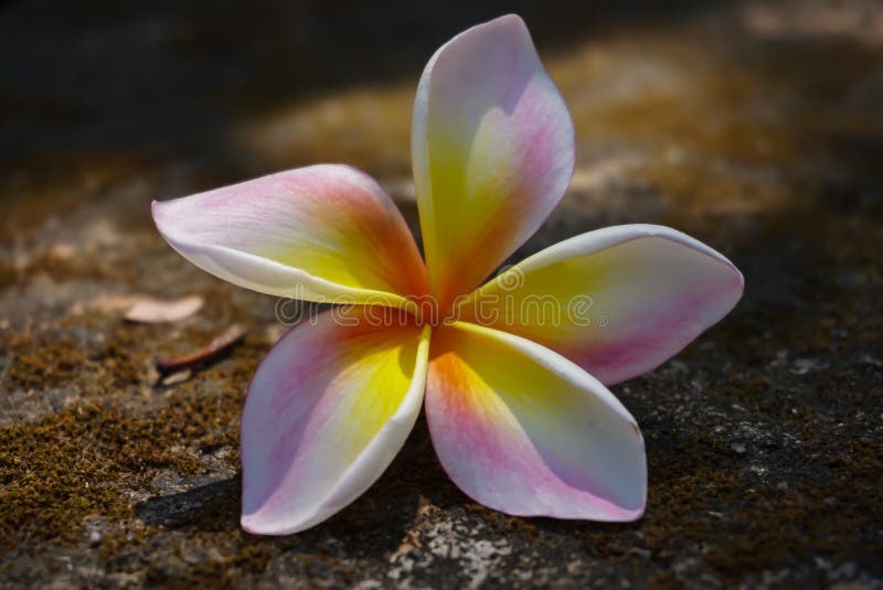 Plumeria kwiat falled na rockground zakończeniu up zdjęcie royalty free Plumeria kwiat falled na rockground zakończeniu up zdjęcie royalty free