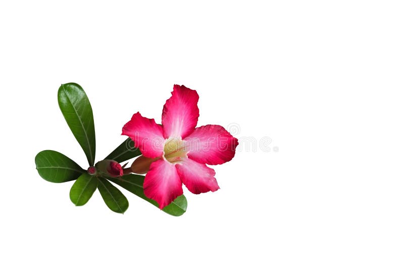 Plumeria kwiat z pączkami i zielenią Opuszcza Odosobniony na Białym Bac fotografia royalty free Plumeria kwiat z pączkami i zielenią Opuszcza Odosobniony na Białym Bac fotografia royalty free