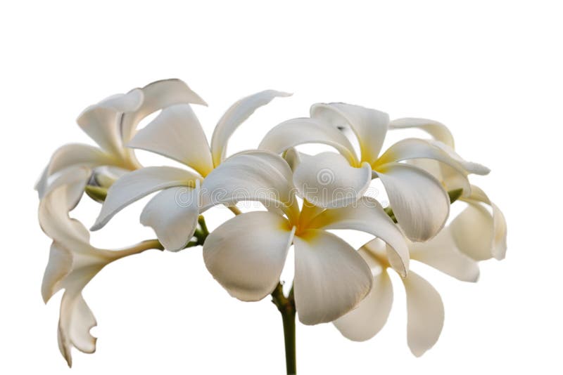Plumeria kwiaty odizolowywający zdjęcie royalty free Plumeria kwiaty odizolowywający zdjęcie royalty free