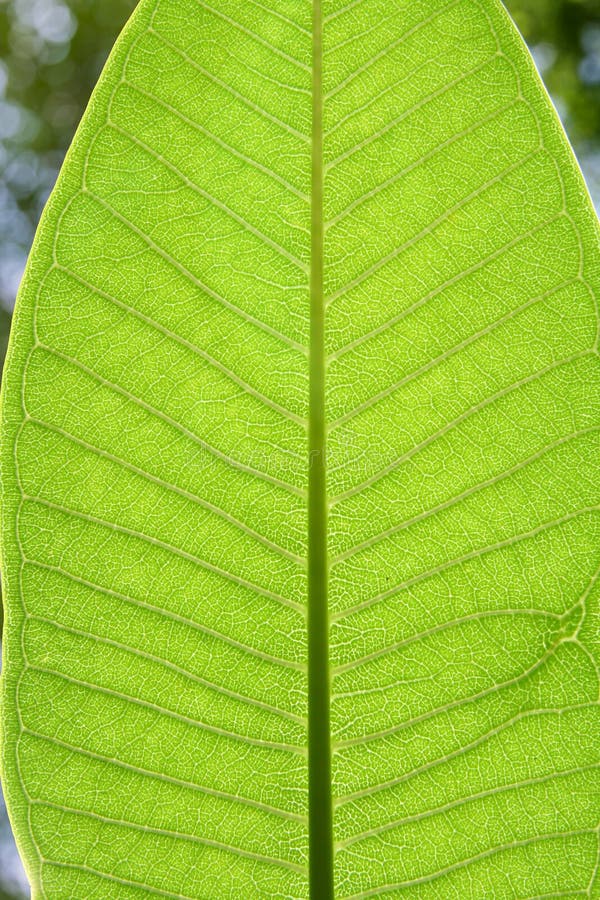 Plumeria Leaf Texture