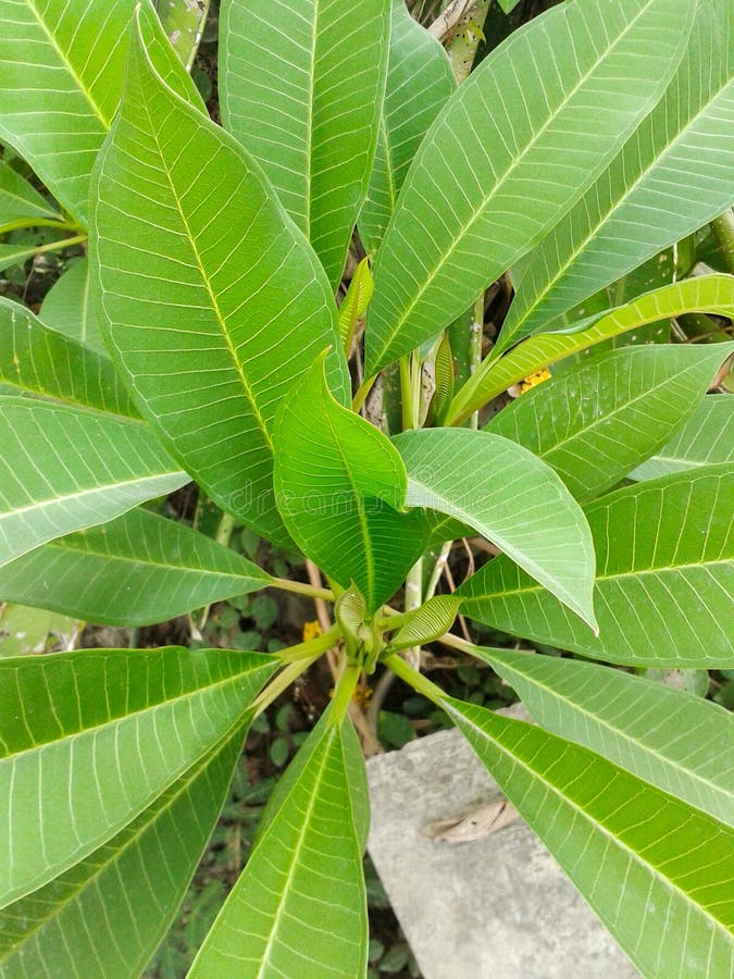 Plumeria leaves stock image. Image of plants, garden 53683667