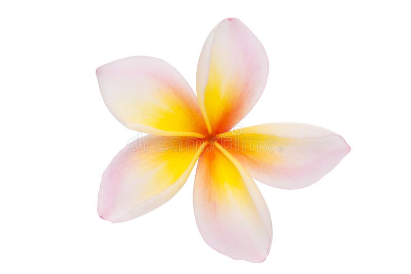 Plumeria or Leelawadee