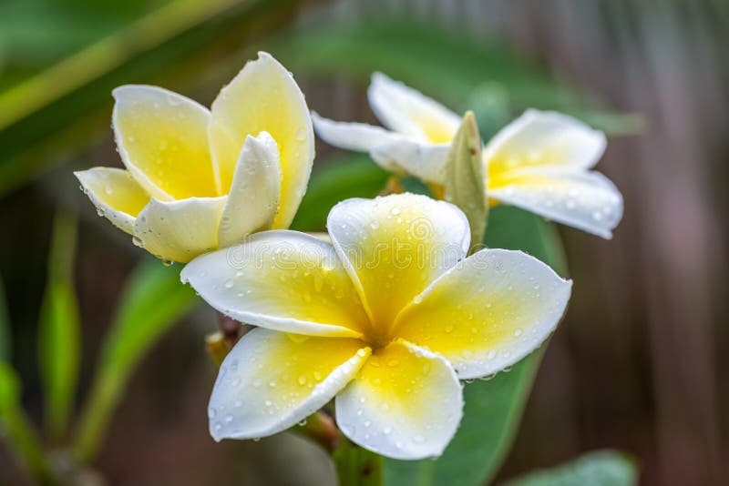 Plumeria nella pioggia fotografia stock Plumeria nella pioggia fotografia stock
