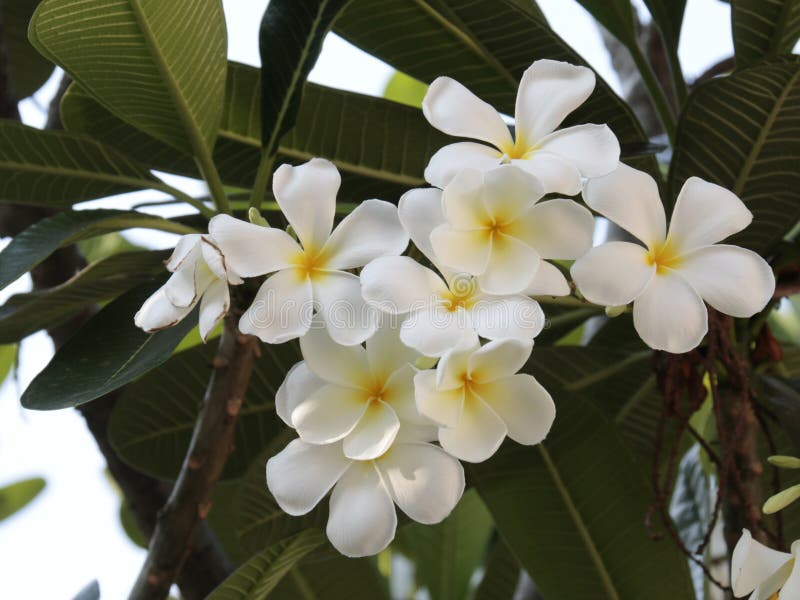 Plumeria stock image. Image of nature, beautiful, petal 71996539