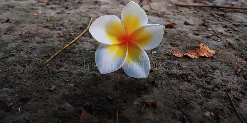 Plumeria Rubra Plant Placed On Ground Stock Image Image