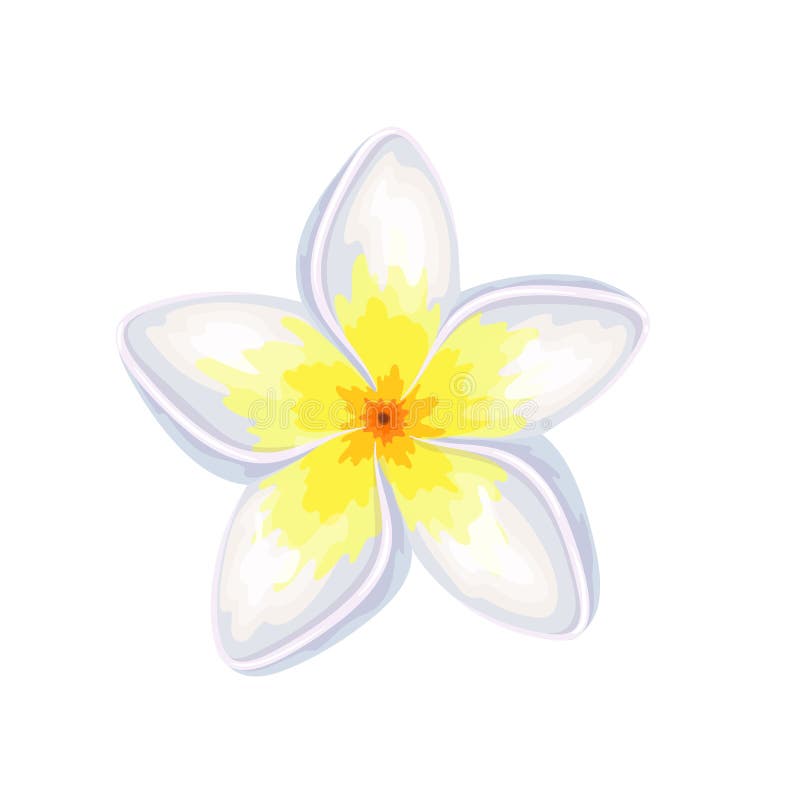 Plumeria, Summer Tropical Flower. Stock Vector - Illustration of plant ...