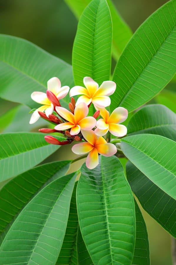 Plumeria tropical flower stock image. Image of fresh 14327419