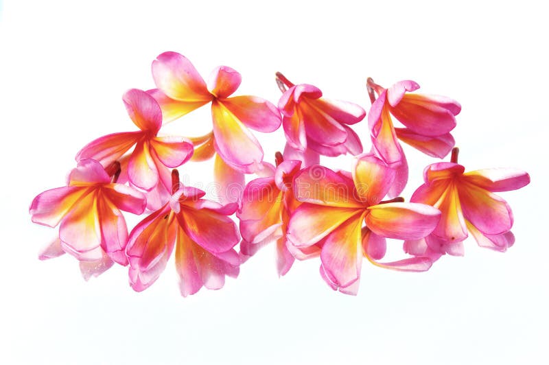 Origami Flowers stock photo. Image of japan, craftsmanship 13601698