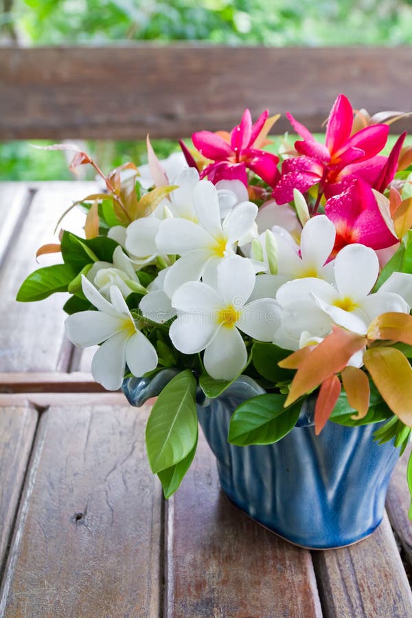 Plumeria vase stock image. Image of white, household - 24840383