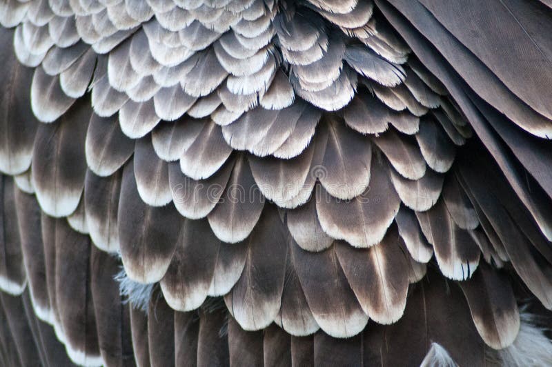 Plumes photos libres de droits