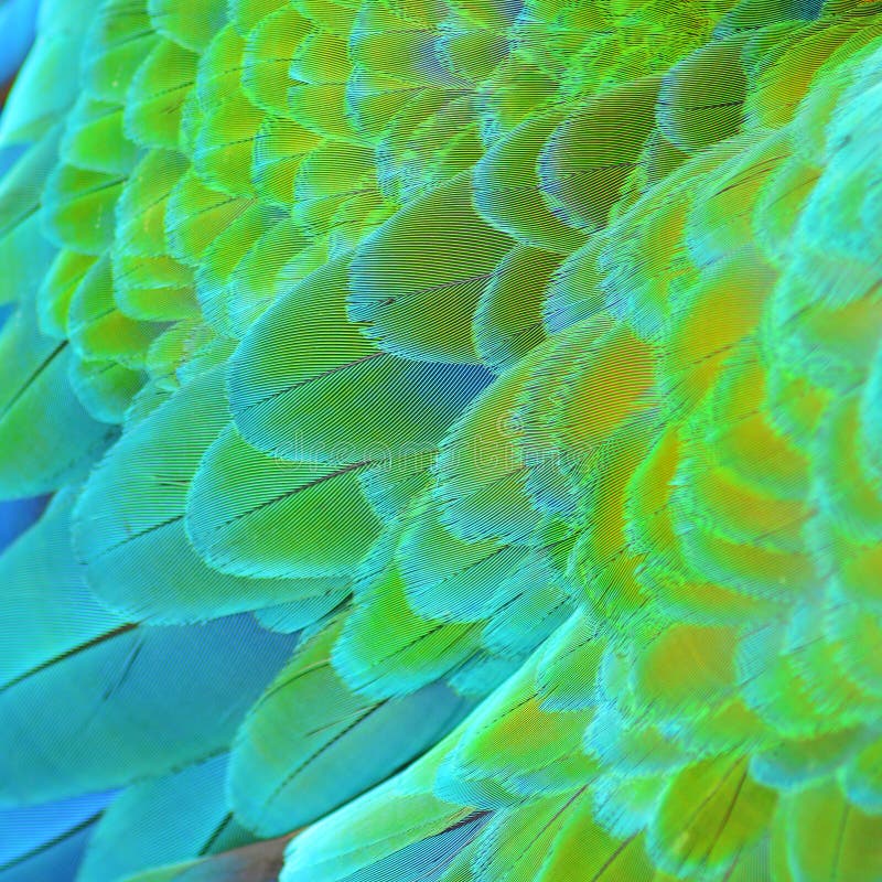 Plumes d'Ara harlequin photo libre de droits