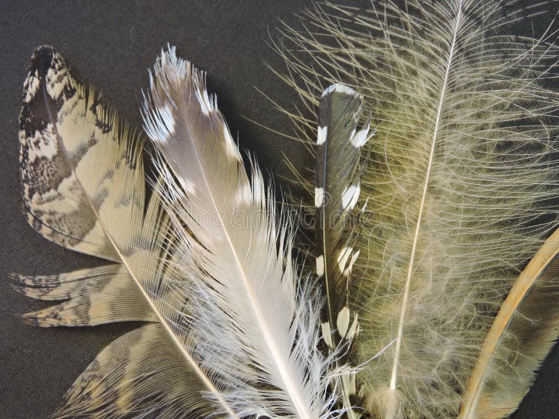Combien Pese Une Plume D Oiseau Plumes d'oiseaux photo stock. Image du sauvage, oiseaux - 47249824