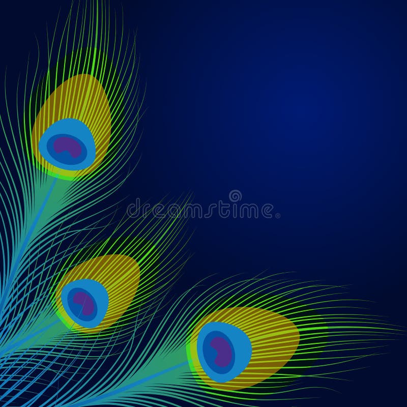 Vector peacock feathers on blue background with space for text. Vector peacock feathers on blue background with space for text.