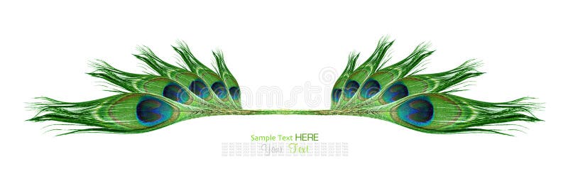 Peacock feathers on white background. Peacock feathers on white background.