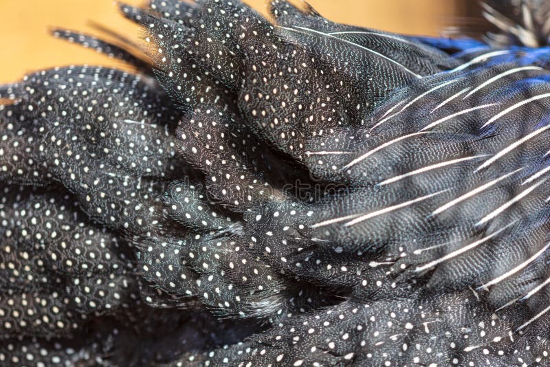 Plumes de pintade comme fond abstrait photos stock Plumes de pintade comme fond abstrait photos stock