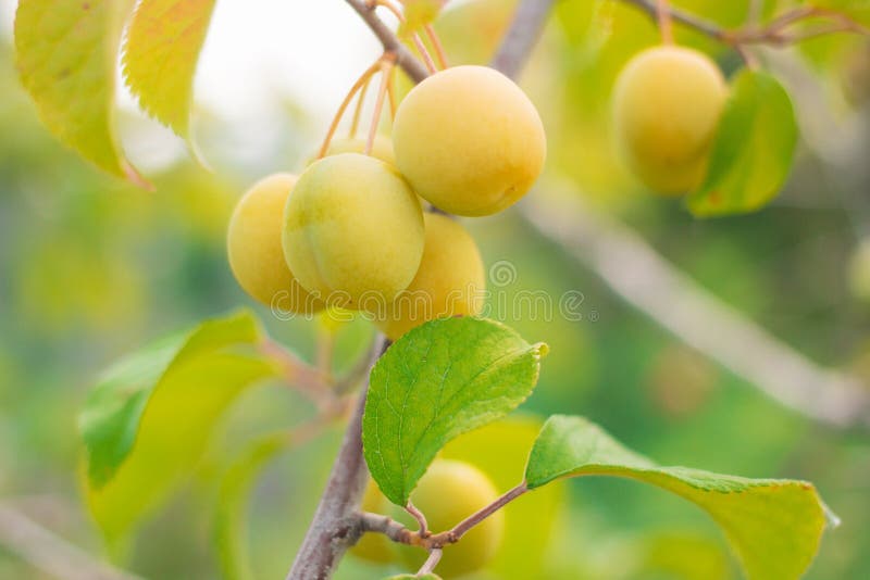 Plump растя на дереве стоковое изображение Plump растя на дереве стоковое изображение