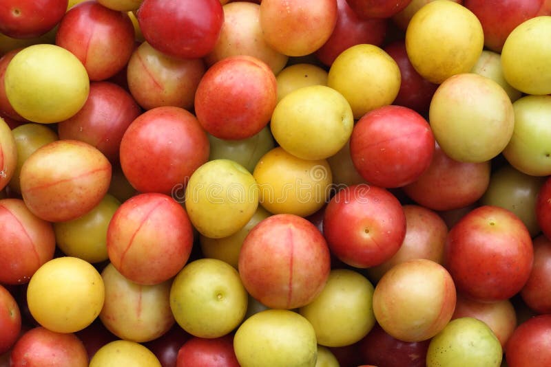 Plums stock image