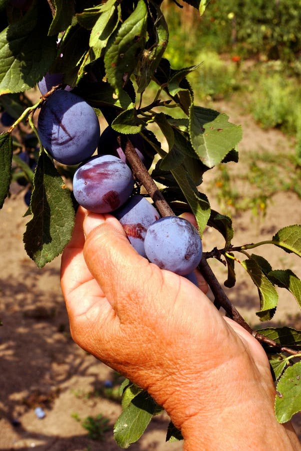 Women picking plums stock photo. Image of food, healthy 18186776