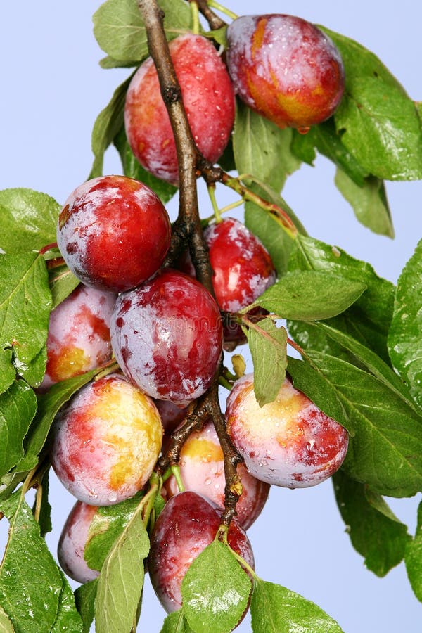 Red Mirabelle Cherry Plums Prunus Domestica Syriaca Lit by Sun