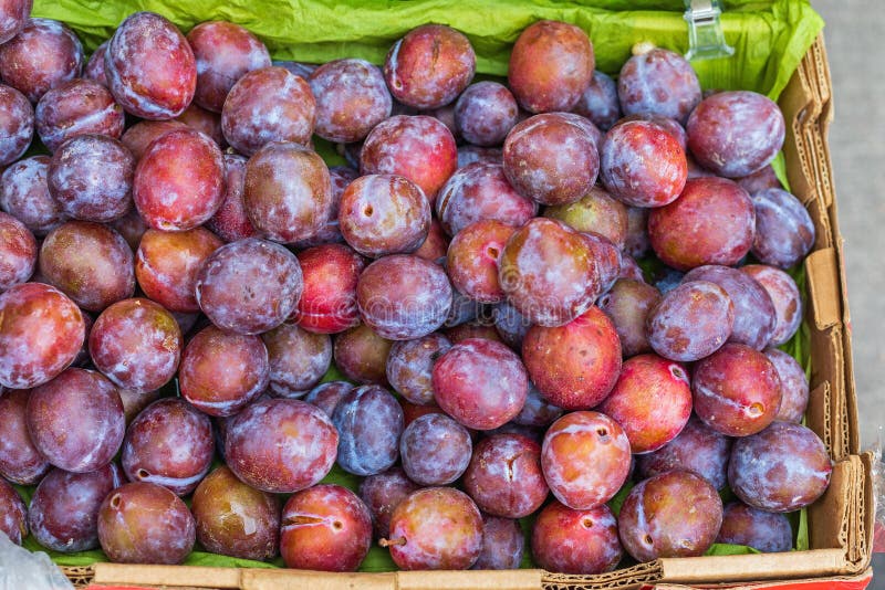 Bunch of dry plum. stock image. Image of natural, group 42774215