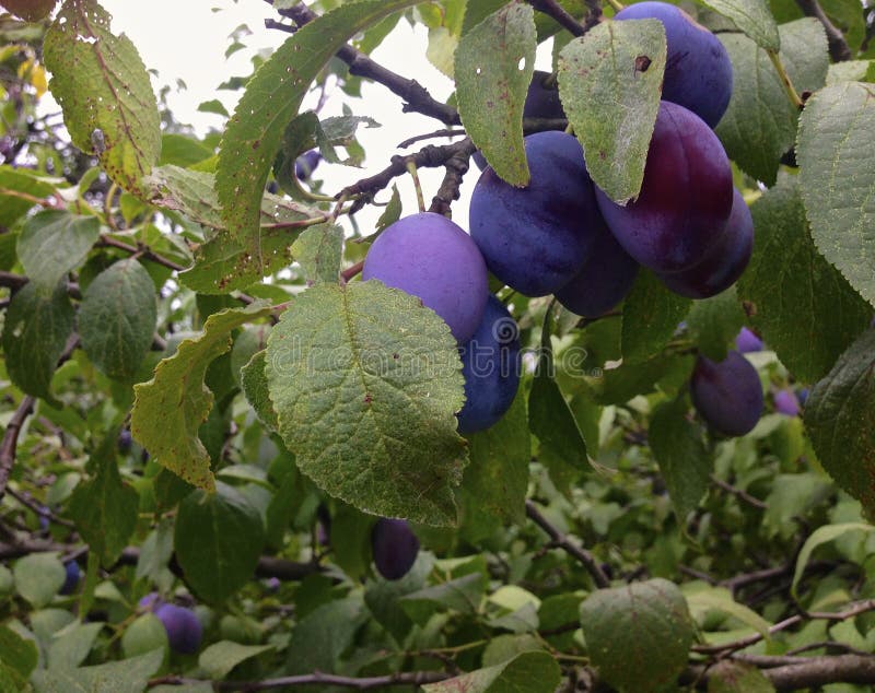 Plums! stock photo. Image of violet, poland, ripe, tree 42851222