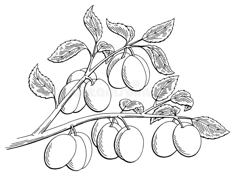 Как рисовать сливу