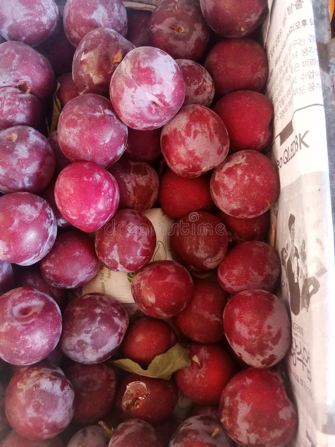 Plums from Northern Area of Pakistan. Stock Image Image of produce
