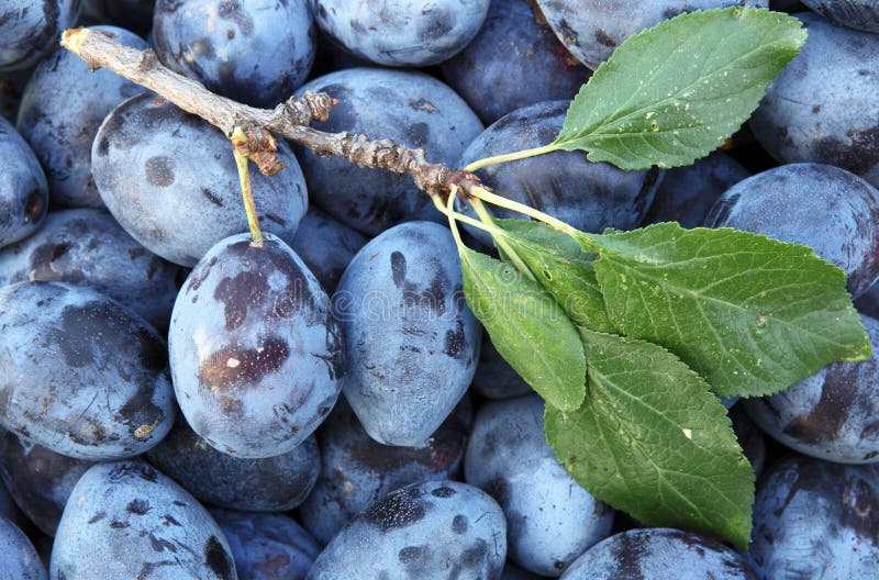 Plums Tasty and Healthy Plums Stock Image Image of nutrition, fresh