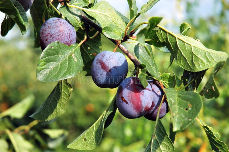 Plums on the tree 1