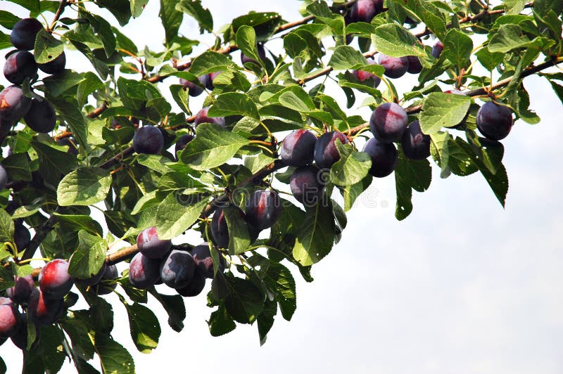 Plums on the tree