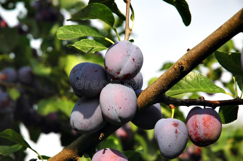 Plum Tree with Black Amber Plums Stock Photo Image of nature, outdoor