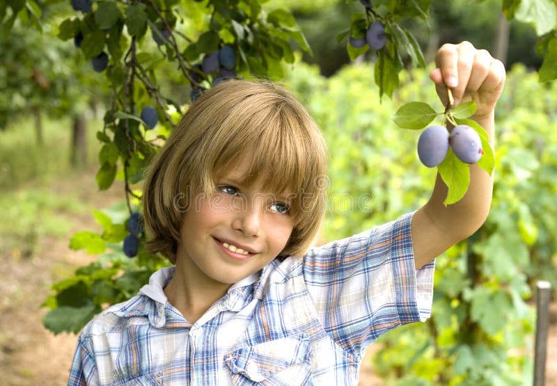 Plums on a tree