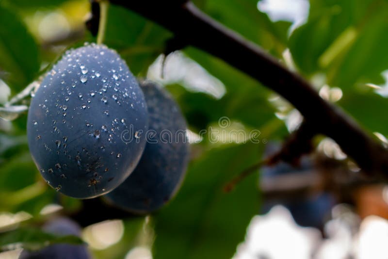 Plums with water drops hanging on a tree. Fresh ripe plums on the branch with leaves on Green background.