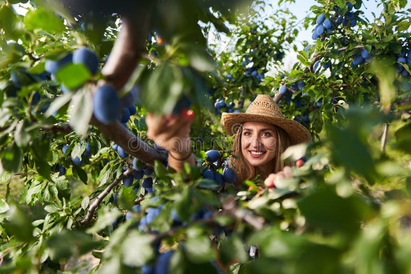 Plus Size Farm Lady Harvesting Plums Stock Photo - Image of orchard ...