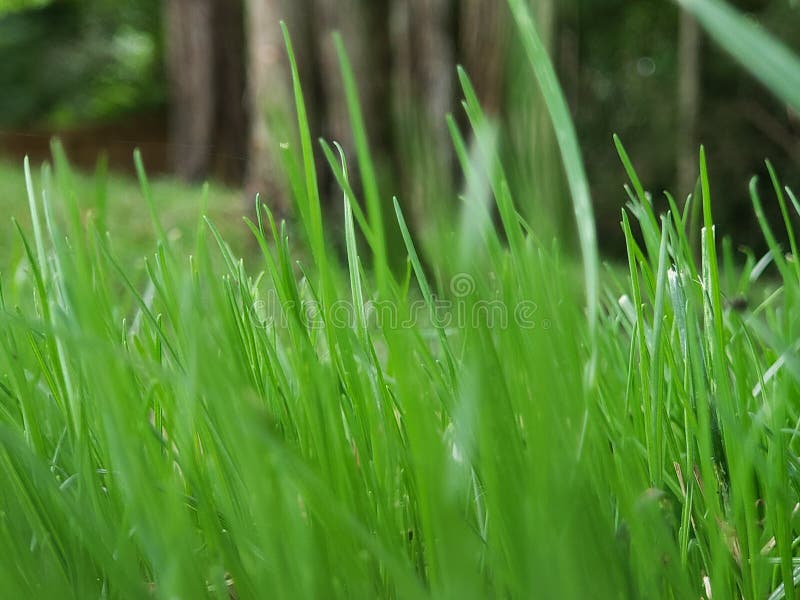 plus vert d'herbe photos libres de droits plus vert d'herbe photos libres de droits