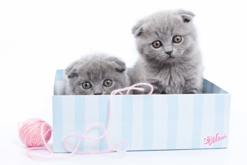 Plusieurs chatons écossais gris de pli photographie stock Plusieurs chatons écossais gris de pli photographie stock