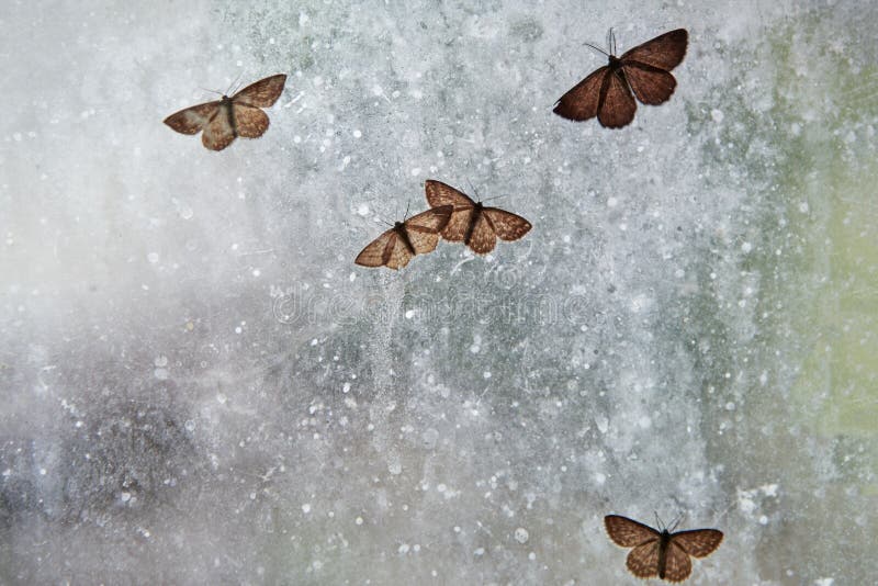 Several moths are sitting on a very dirty window, insects are trapped. Creative background. Several moths are sitting on a very dirty window, insects are trapped. Creative background