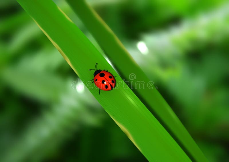 A bright red Lady bug on a field of green. A bright red Lady bug on a field of green