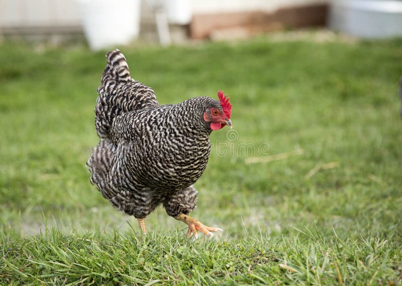 Plymouth Barred Rock Chicken