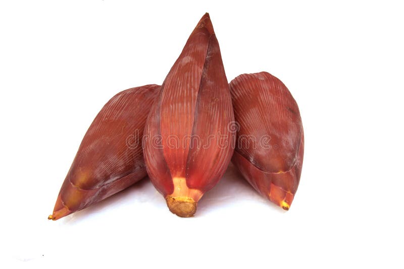 Plátano del flor aislado en el fondo blanco fotos de archivo Plátano del flor aislado en el fondo blanco fotos de archivo