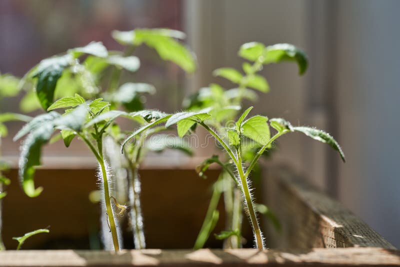 Plântulas de tomates novos em uma caixa fotografia de stock Plântulas de tomates novos em uma caixa fotografia de stock