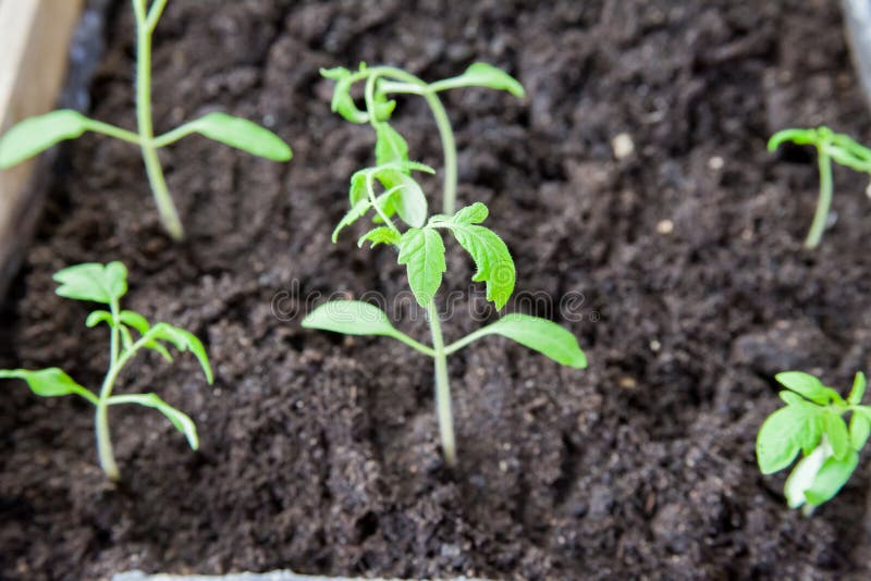 Plântulas dos tomates em uma caixa imagem de stock Plântulas dos tomates em uma caixa imagem de stock