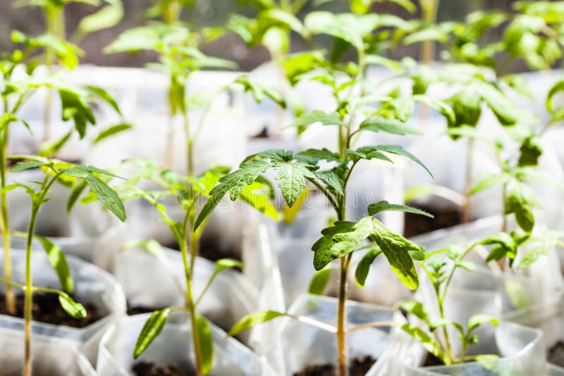 Green seedlings of tomato plant in plastic tubes in glasshouse. Green seedlings of tomato plant in plastic tubes in glasshouse