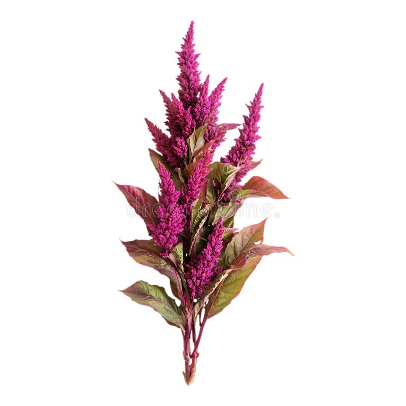 PNG Amaranth Blooms Przeciw przezroczystym tle dla projektów promocji marki Floral Design Botanical lub Nature ilustracji