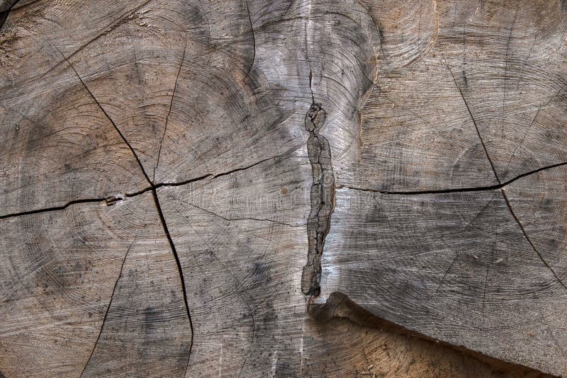 Pnia drzewna o drewnianej teksturze pęknięta