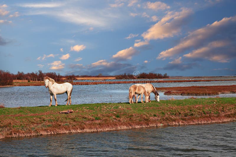 Po Delta Park, Ravenna, Italy: landscape of the swamp with wild horses grazing