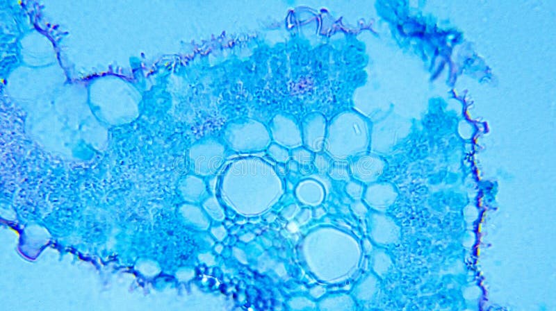 Poa Leaf cs stock photo