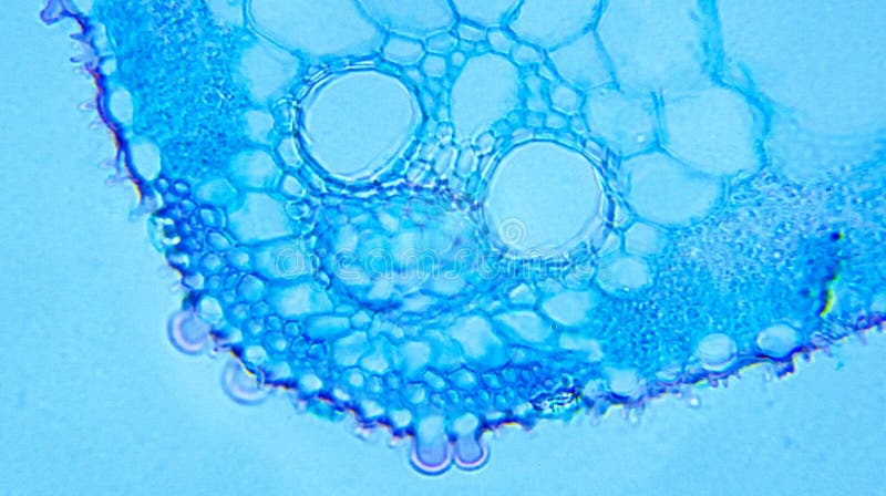 Poa Leaf cs royalty free stock photography